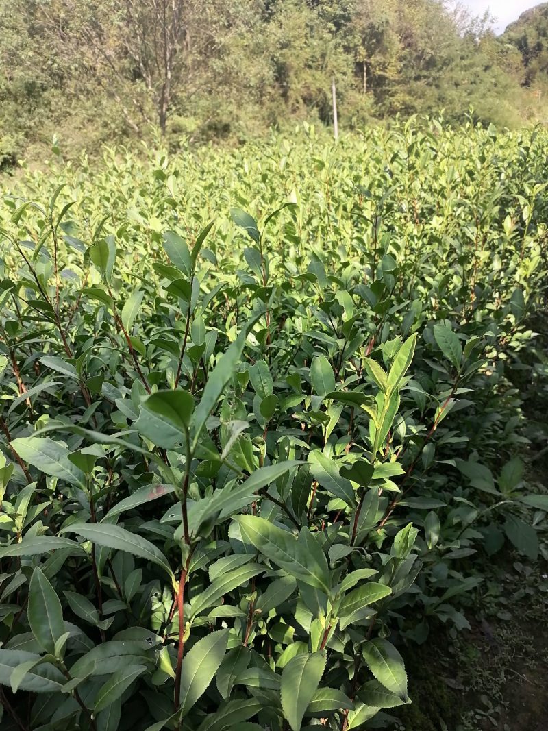 优惠供应当年生，中茶108茶苗，品种纯正，根丝好，成活高