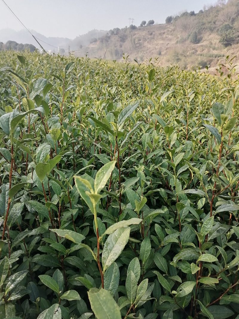 优惠供应当年生，中茶108茶苗，品种纯正，根丝好，成活高