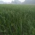 蒜苗，红根蒜叶，黑剑叶。大量上市。需要的老板请联系