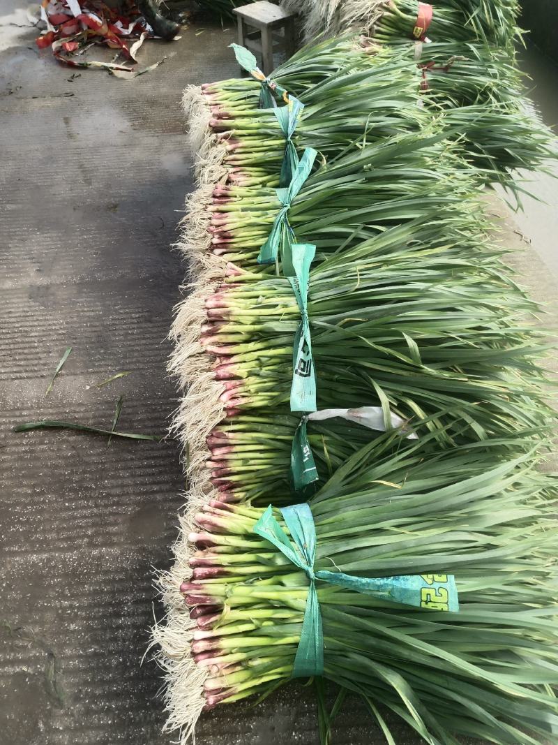 蒜苗，红根蒜叶，黑剑叶。大量上市。需要的老板请联系