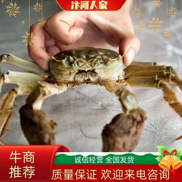 高品质母蟹-江苏洪泽湖河蟹养殖鲜活红膏大闸蟹一件代发