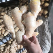 生姜优质烘干姜通货家乡优质特产，产地直销