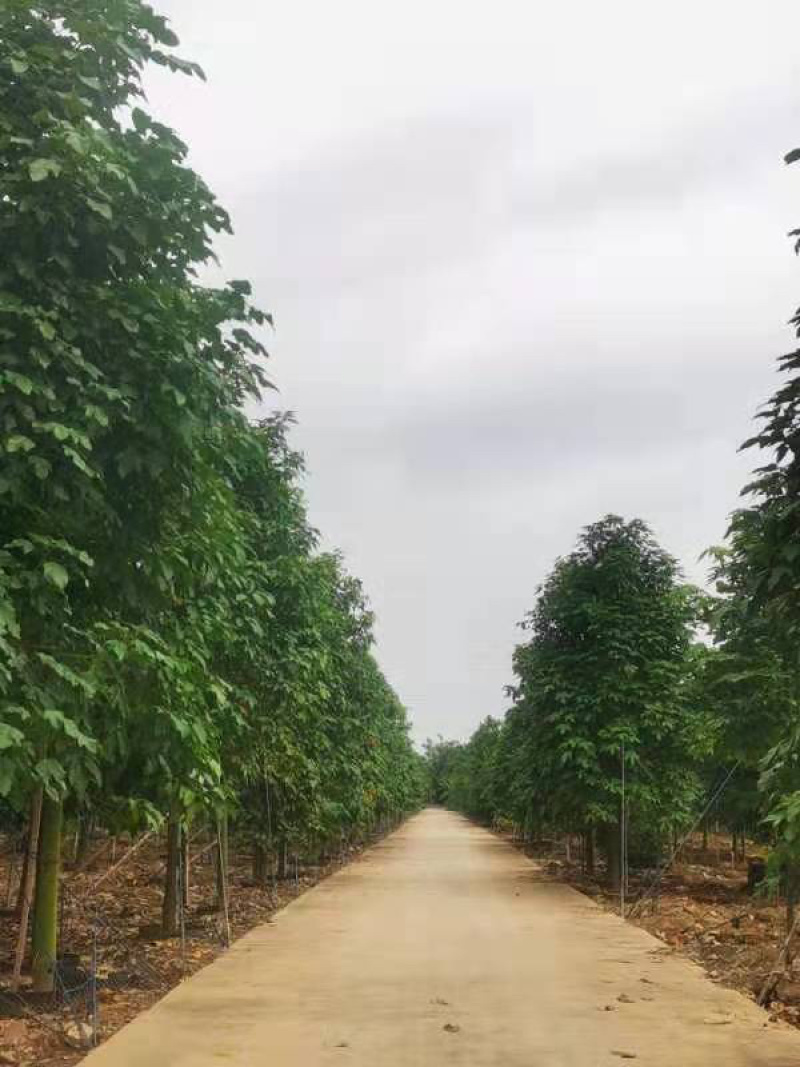 澳洲火焰木，各种规格齐全，支持视频看货欢迎联系