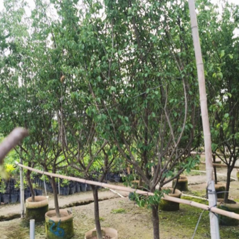 【荐】青梅苗，广东普宁青梅树各种规格齐全。欢迎联系