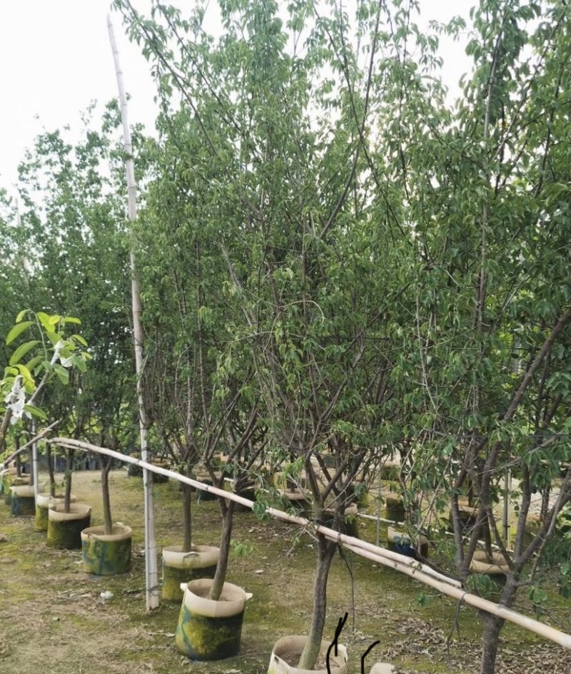【荐】青梅苗，广东普宁青梅树各种规格齐全。欢迎联系