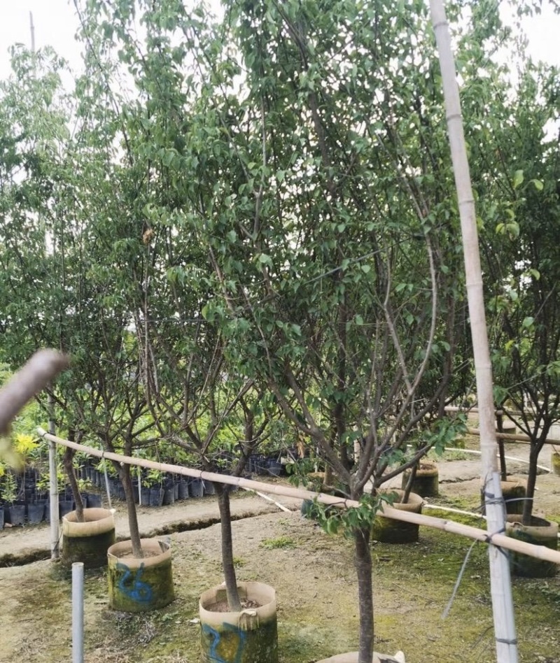 【荐】青梅苗，广东普宁青梅树各种规格齐全。欢迎联系