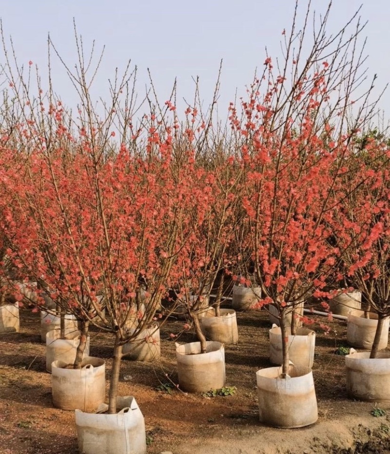【荐】桃花树4-6-8-10公分广东普宁现货，欢迎联系