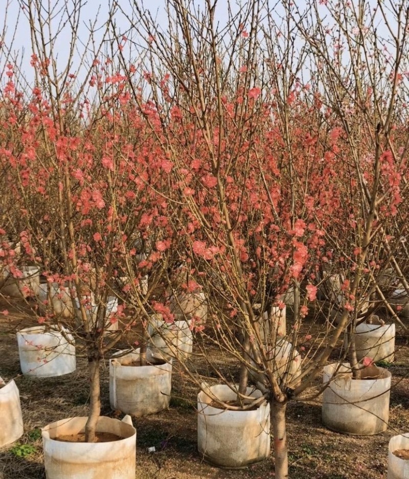 【荐】桃花树4-6-8-10公分广东普宁现货，欢迎联系