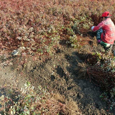 金丝桃挖苗，江苏省沭阳县基地大量供应，无中介商赚差价。