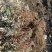 金丝桃挖苗，江苏省沭阳县基地大量供应，无中介商赚差价。