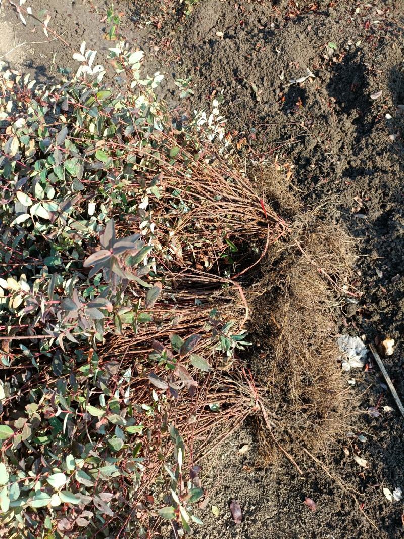 金丝桃挖苗，江苏省沭阳县基地大量供应，无中介商赚差价。