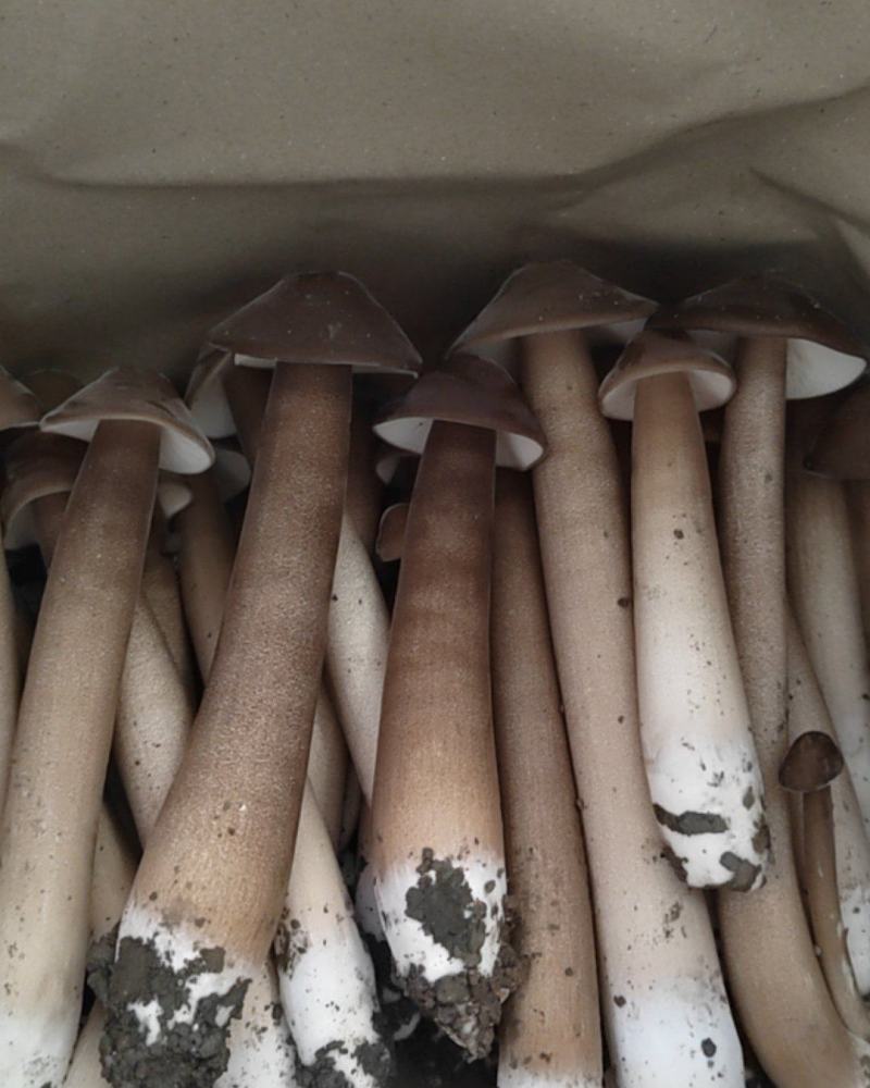 鸡枞人工种植产地直销可长期供应质量保证
