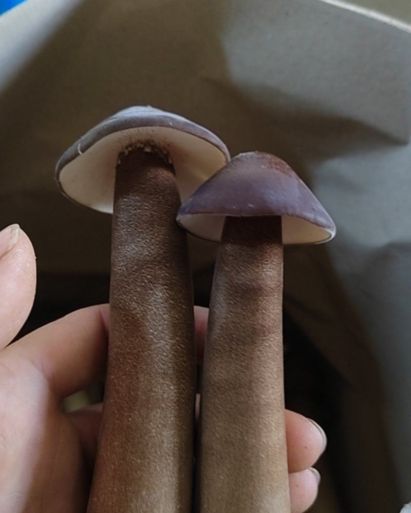 鸡枞人工种植产地直销可长期供应质量保证