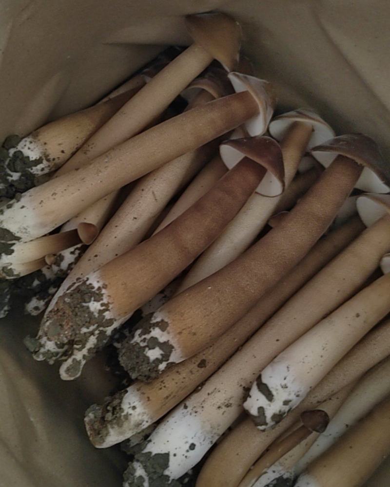 鸡枞人工种植产地直销可长期供应质量保证