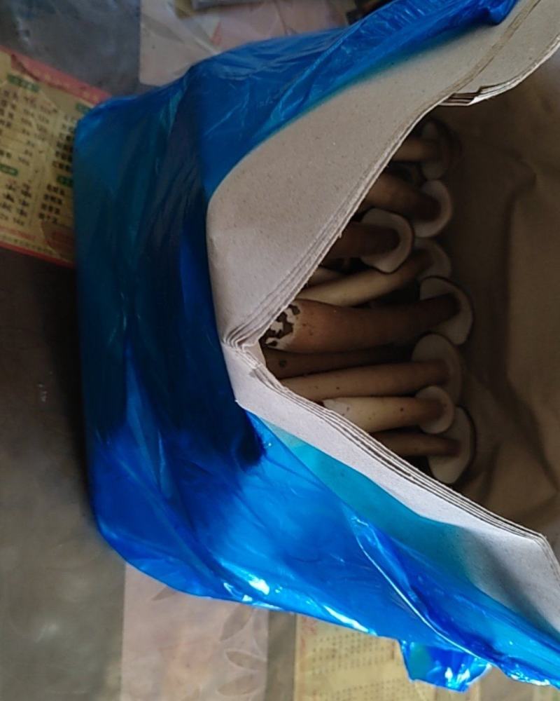 鸡枞人工种植产地直销可长期供应质量保证