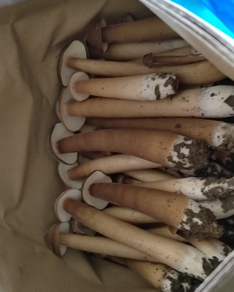 鸡枞人工种植产地直销可长期供应质量保证