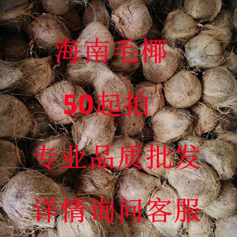 琼海市椰子