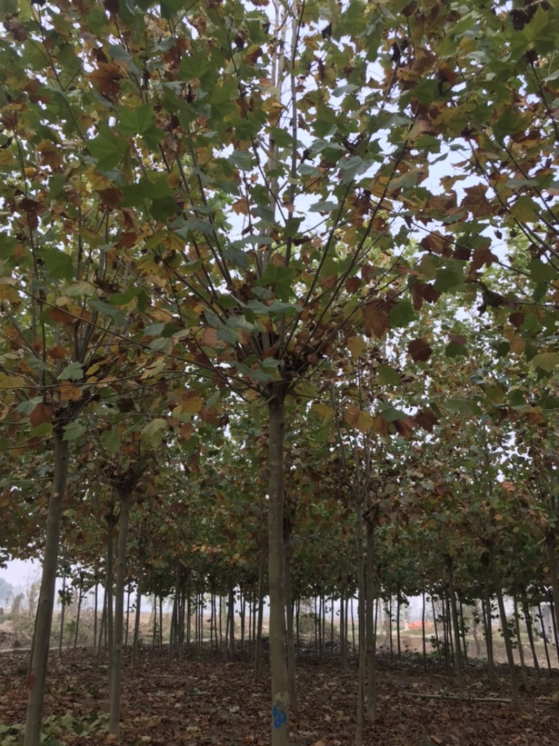 法桐价格法桐15公分18公分三四年帽法桐