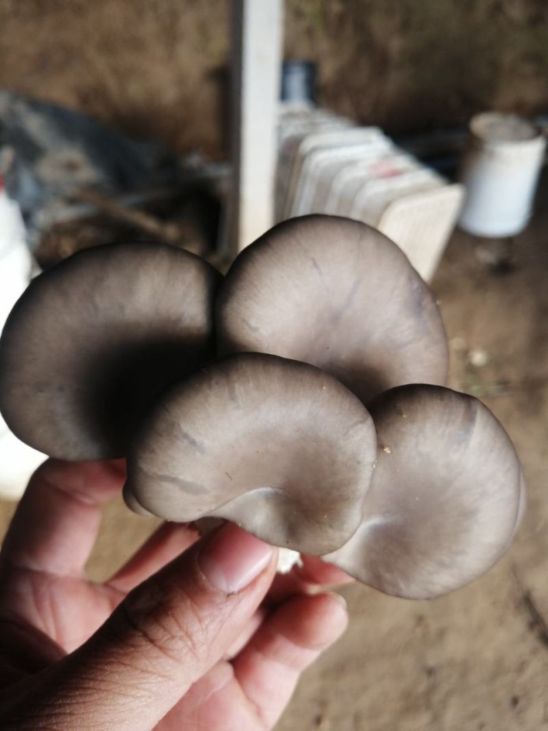 【推荐】河北秀珍菇，货源充足，品质保障，对接电商社区商超