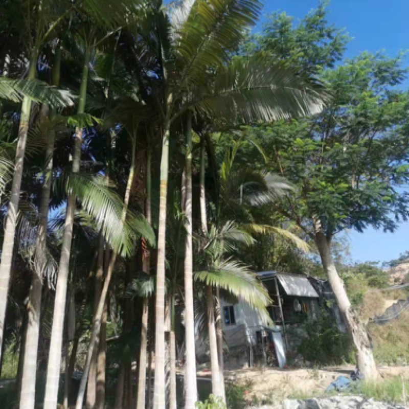 假槟郎种植基地各种规格大量现货低价批发