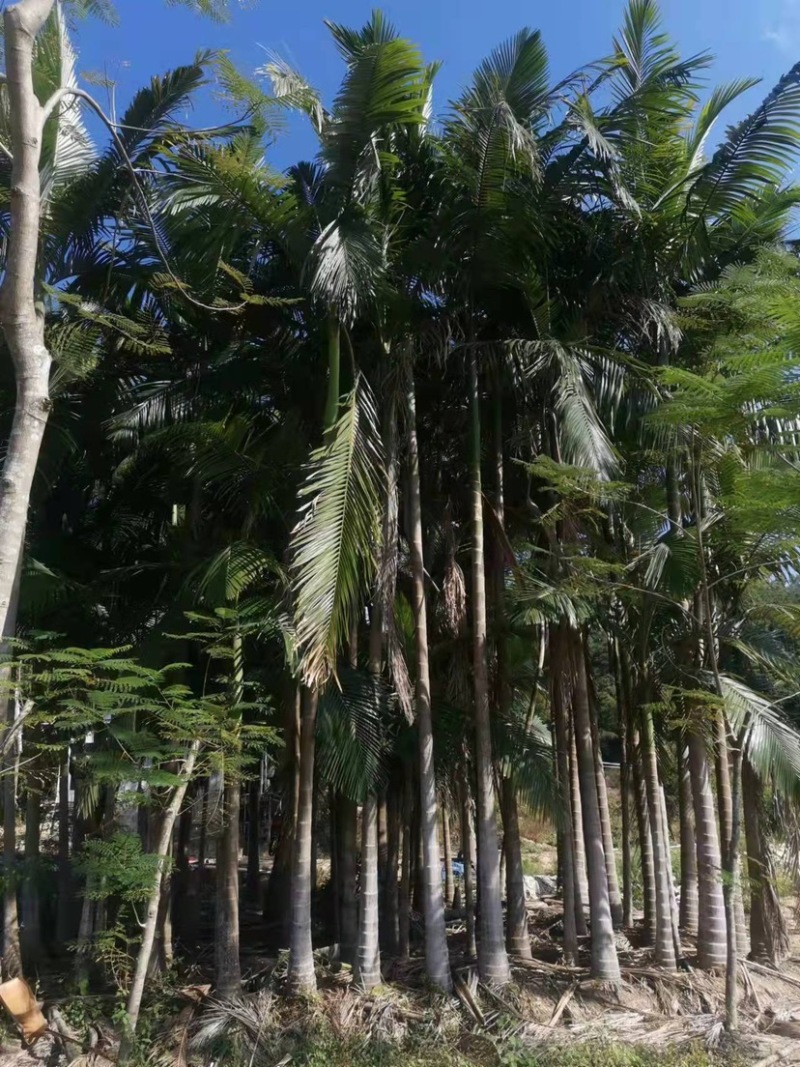 假槟郎种植基地各种规格大量现货低价批发