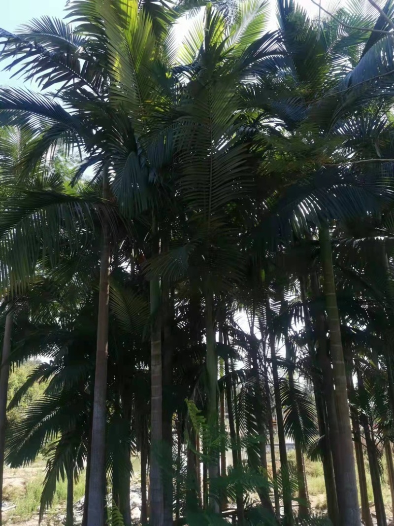 假槟郎种植基地各种规格大量现货低价批发