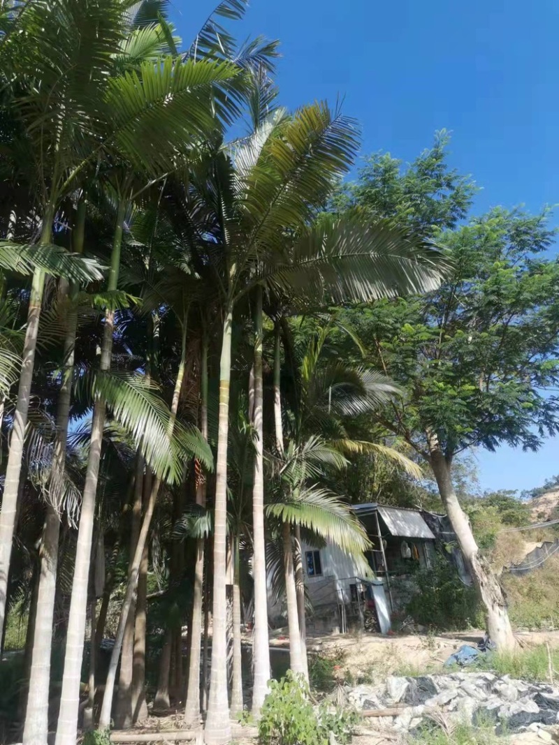 假槟郎种植基地各种规格大量现货低价批发