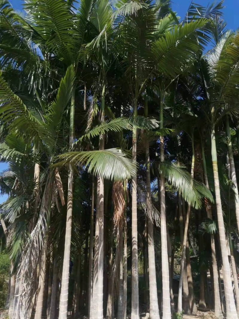 假槟郎种植基地各种规格大量现货低价批发
