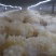 绣球菌特殊菌类有1公斤150克公司种植