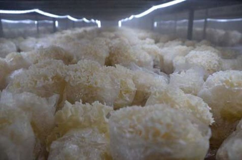 绣球菌特殊菌类有1公斤150克公司种植