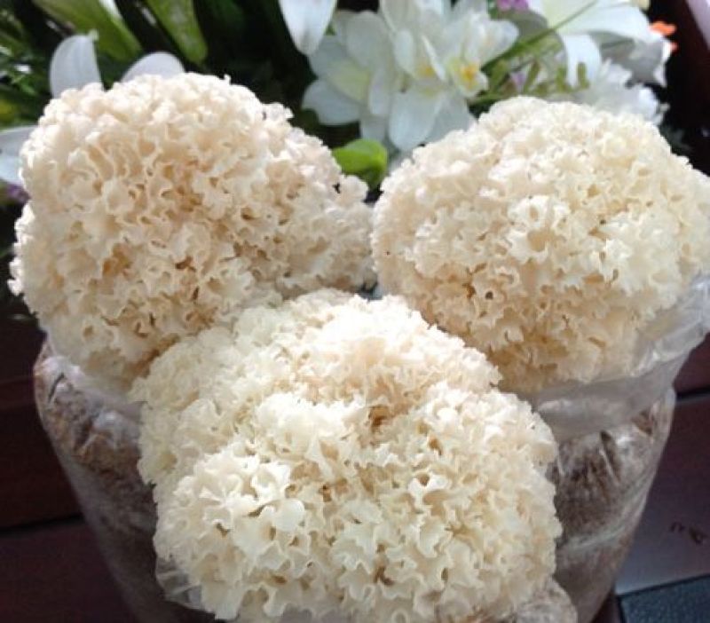 绣球菌特殊菌类有1公斤150克公司种植
