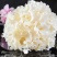 绣球菌特殊菌类有1公斤150克公司种植