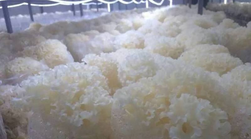 绣球菌特殊菌类有1公斤150克公司种植