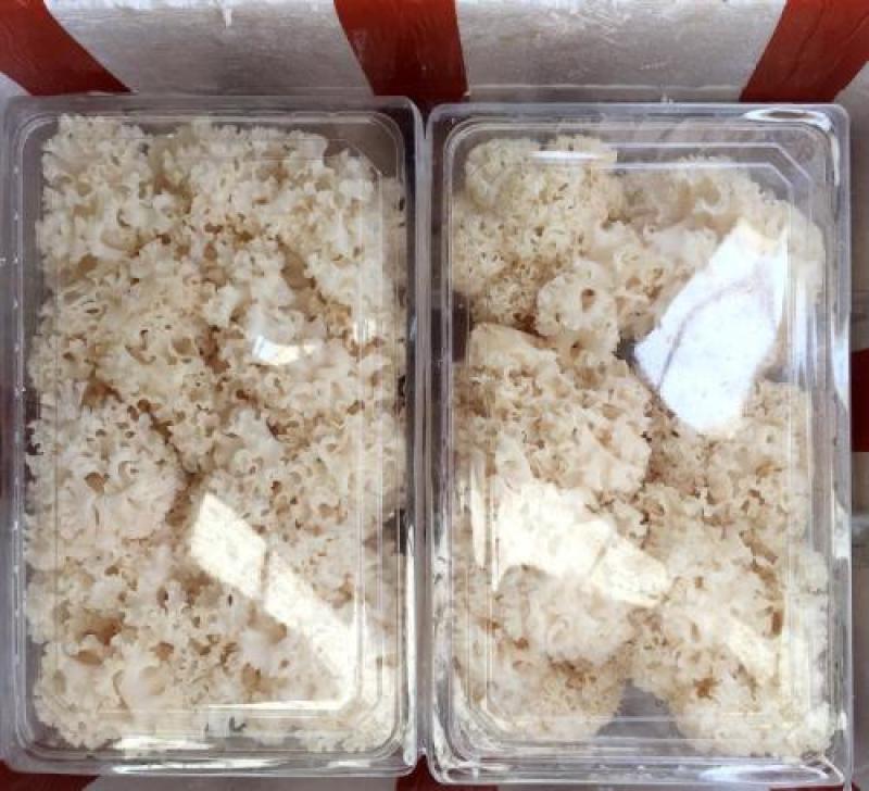 绣球菌特殊菌类有1公斤150克公司种植