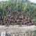 出售法国冬青（珊瑚树）高档庭院篱笆墙可视频看货，基地现挖