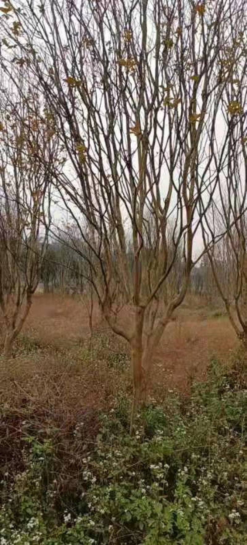 大量供应紫薇