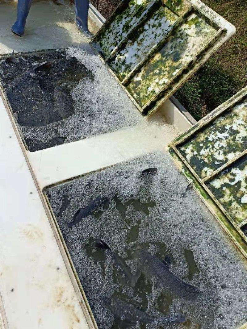 青鱼广东水产基地直供货量充足品质好价格便宜规格全