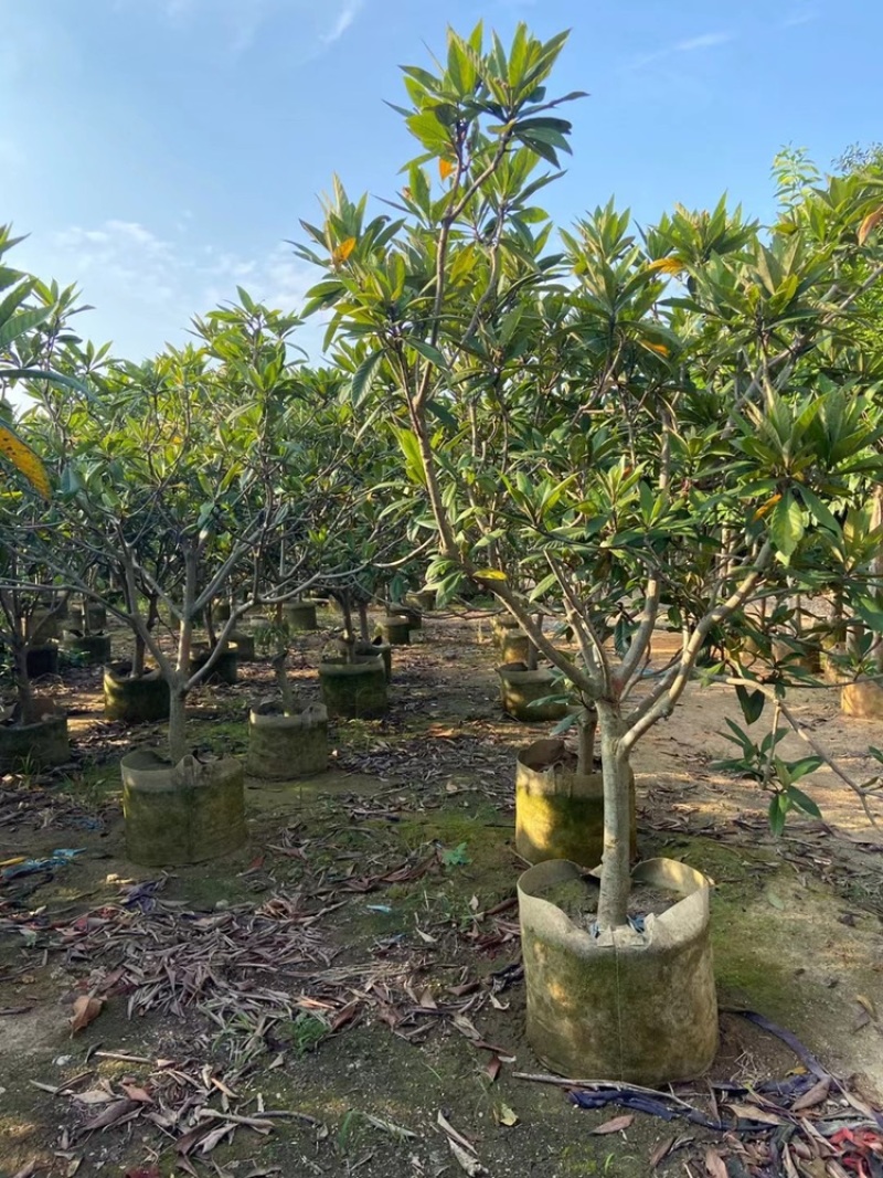 枇杷树枇杷树袋苗移植枇杷树苗