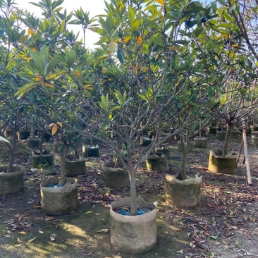 枇杷树枇杷树袋苗移植枇杷树苗