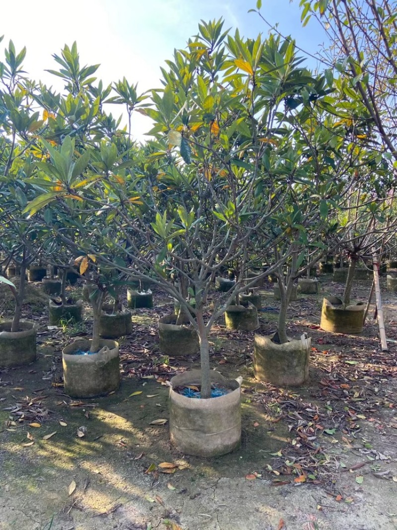 枇杷树枇杷树袋苗移植枇杷树苗