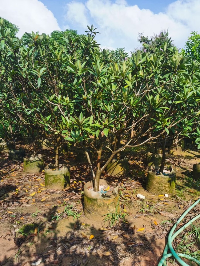 枇杷树枇杷树袋苗移植枇杷树苗