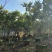 枇杷树枇杷树袋苗移植枇杷树苗