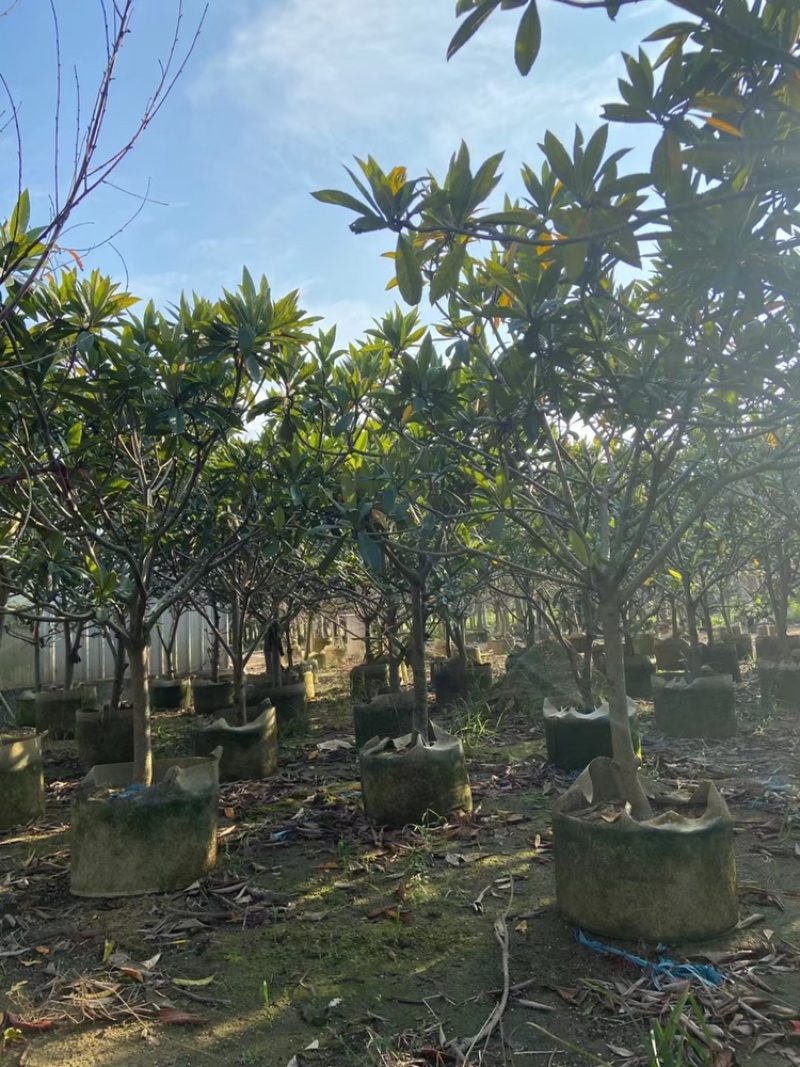 枇杷树枇杷树袋苗移植枇杷树苗