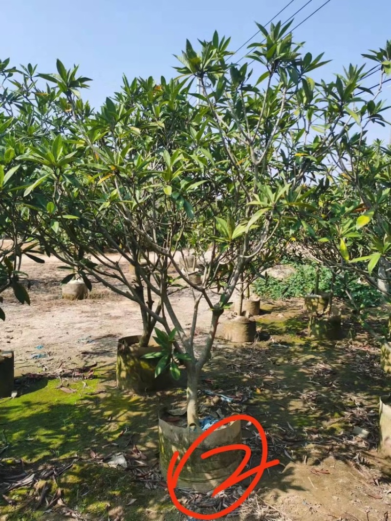 枇杷树枇杷树袋苗移植枇杷树苗