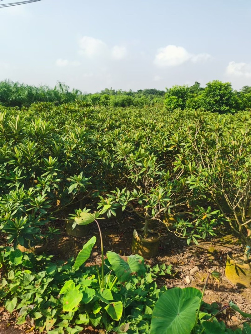 枇杷树枇杷树袋苗移植枇杷树苗