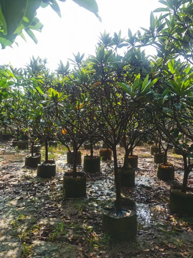 枇杷树枇杷树袋苗移植枇杷树苗