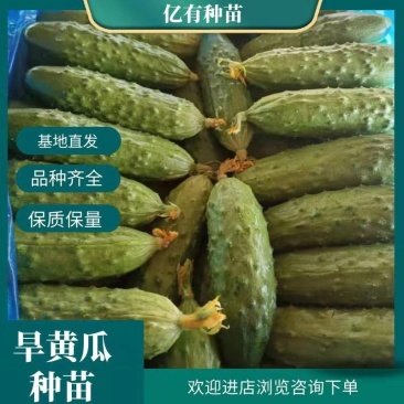 天骄7号九号旱黄瓜苗供应抗病大刺溜短黄瓜苗寿光批发