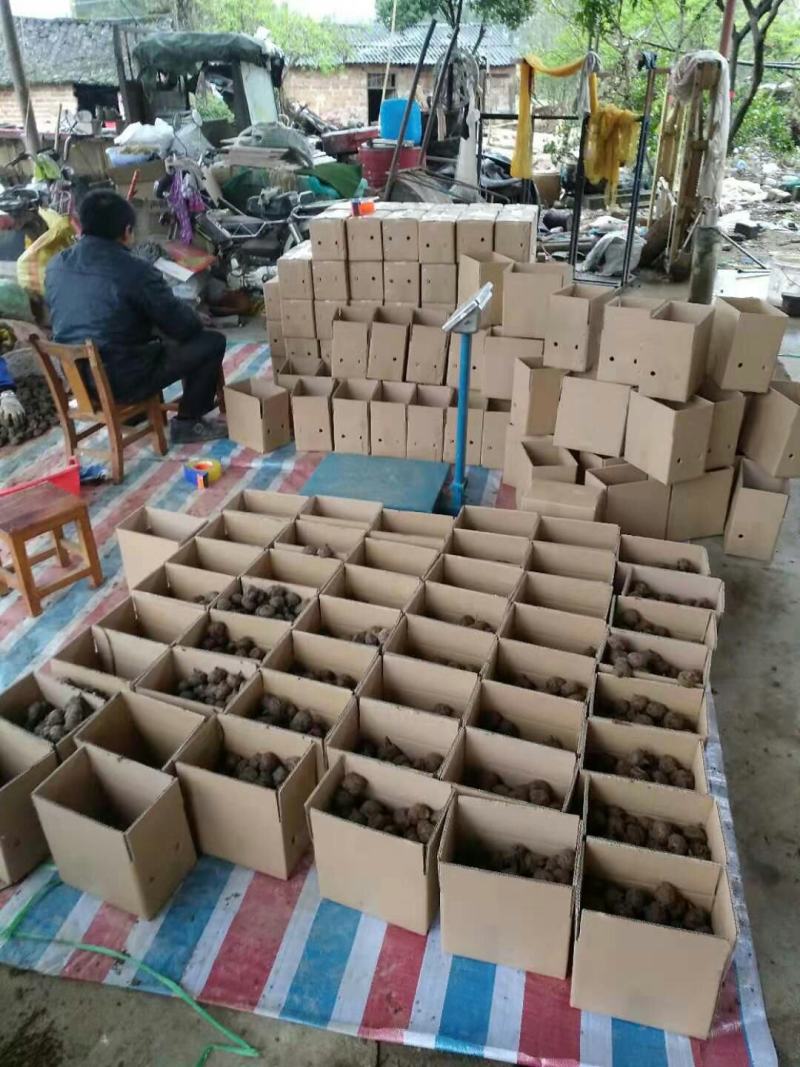 广西精品马蹄荸荠桂蹄3号产地直发货量充足量大从优