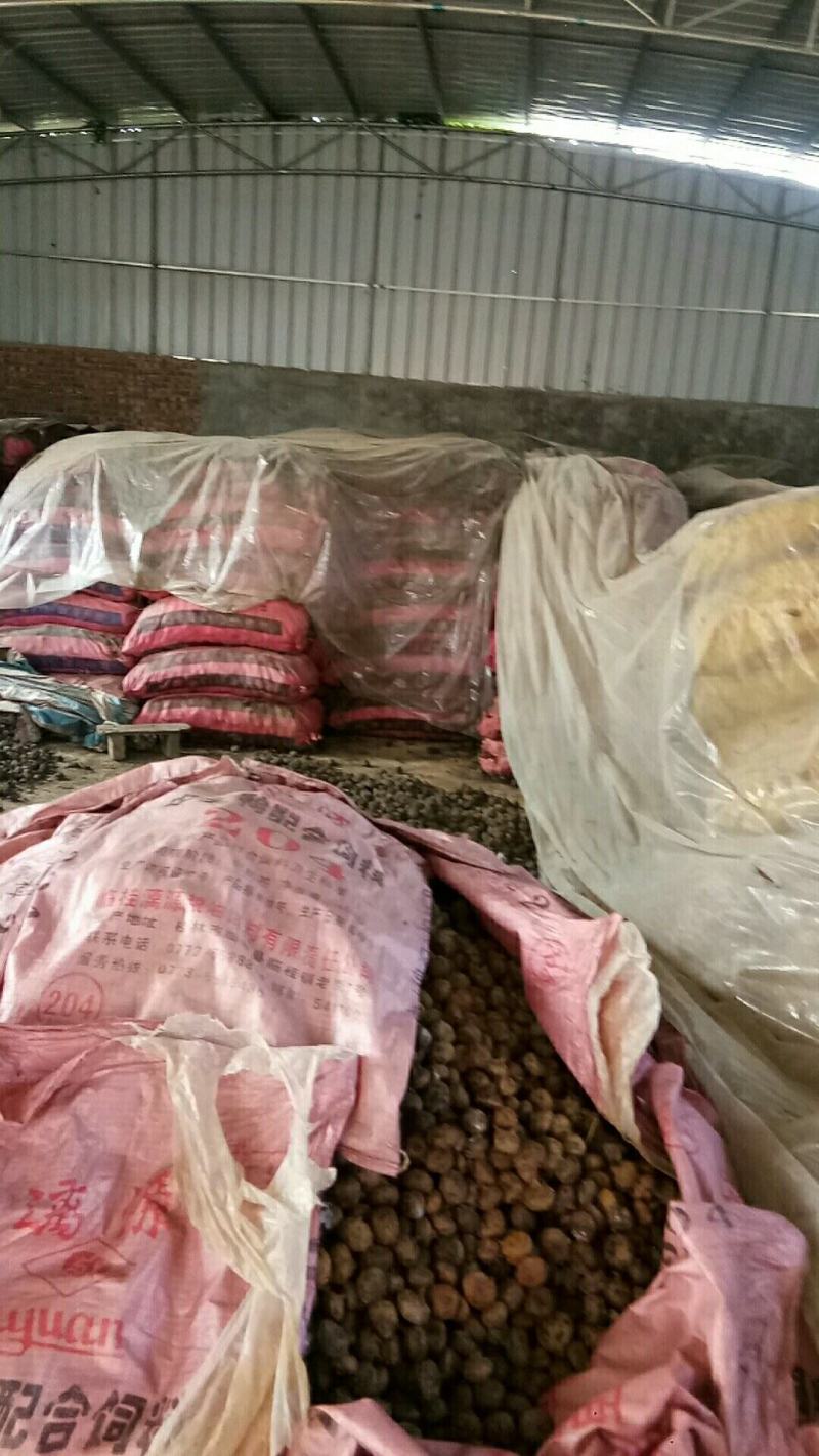 广西精品马蹄荸荠桂蹄3号产地直发货量充足量大从优