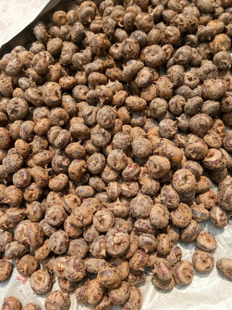 广西精品马蹄荸荠桂蹄3号产地直发货量充足量大从优